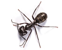 08_carpenter-ant