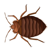 bedbug-new