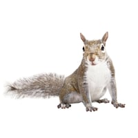 gray-squirrel-on-white