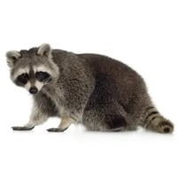 raccoon