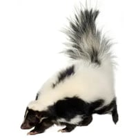 skunk