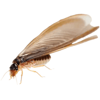 termite-swarmer.png